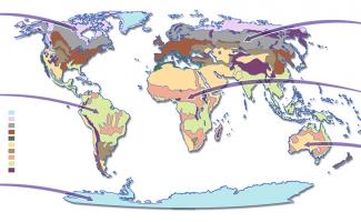 Ilustración mapa biomas