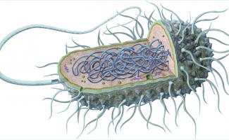 Ilustración bacteria