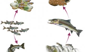 Ilustración ciclo salmón