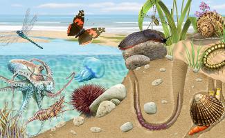 Ilustración ecosistema playa