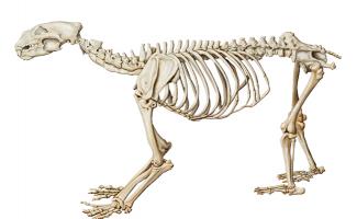 Ilustración esqueleto oso