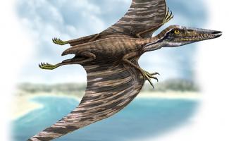  Ilustración pterodactylus