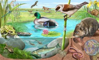 Ilustración elementos de un ecosistema
